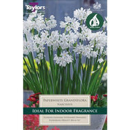 Taylors Paperwhite Grandiflora Bulbs (4 pack)