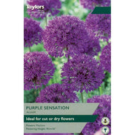Taylors Purple Sensation Allium Bulbs (6 pack)