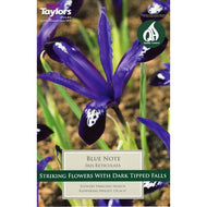 Taylors Blue Note Iris Bulbs (12 pack)