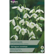 Taylors Snowdrops Bulbs (10 pack)