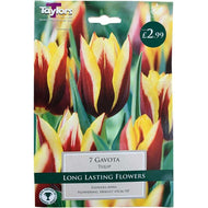 Taylors Gavota Tulip Bulbs (7 pack)