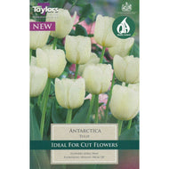 Taylors Antarctica Tulip Bulbs (8 pack)