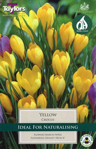 Taylors Yellow Crocus Bulbs (10 pack)