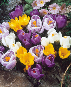 Taylors Large Flowering Mix Crocus Bulbs (10 pack)