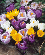 Taylors Large Flowering Mix Crocus Bulbs (10 pack)