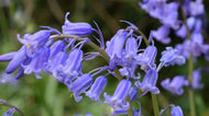 Taylors Bluebells (5 pack)