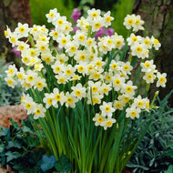 Taylors Minnow Daffodil Bulbs (10 pack)