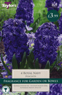 Taylors Royal Navy Hyacinth Bulbs (4 pack)