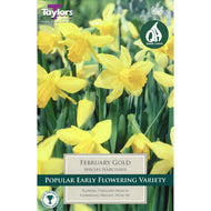 Taylors February Gold Daffodil Bulbs (7 pack)