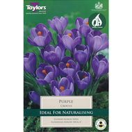 Taylors Purple Crocus Bulbs (10 pack)