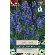 Taylors Armeniacum Muscari Grape Hyacinth (20 pack)