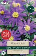Taylors Blanda Blue Anemone Bulbs (20 pack)