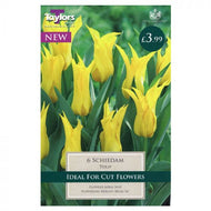 Taylors Schiedam Tulip Bulbs (6 pack)