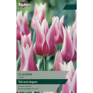 Taylors Bulbs Claudia Tulip Bulbs