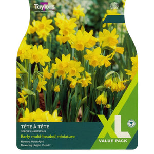 Taylors Tete A Tete Bulbs