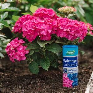 Hydrangea Colourant 500g