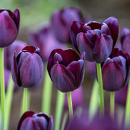 Taylors Bulbs Queen of night Tulip Bulbs (6 pack)