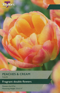 Taylors Bulbs Peaches & Cream Tulip Bulbs - 8 pack