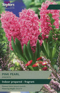 Taylors Pink Pearl Prepared Bulbs (3 pack)