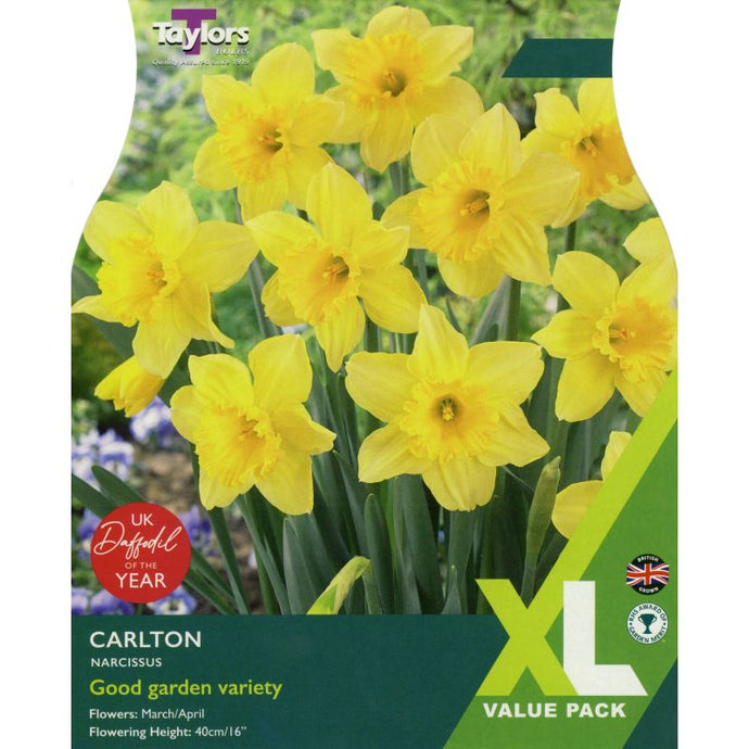 Taylors Bulbs Carlton Narcissi