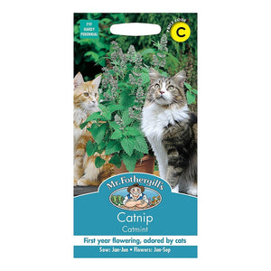 Catmint Cat Nip