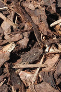Decorative Chunky Bark (30 to 100mm)
