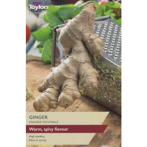 Ginger (Zingiber Officinale) Bulb by Taylors Bulbs
