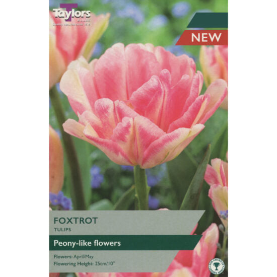 Taylors Bulbs Foxtrot Tulip Bulbs - 7 pack
