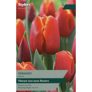 Taylors Bulbs Verandi Tulip Bulbs