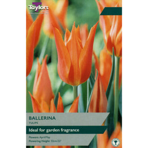 Taylors Bulbs Ballerina Tulip Bulbs - 6 pack