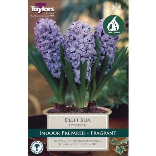 Taylors Bulbs Hyacinth Delft Blue - 3pack