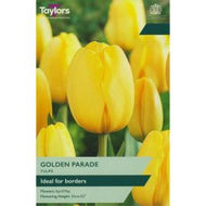 Taylors Bulbs Golden Parade Tulip Bulbs (7 pack)