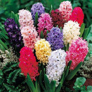 Taylors Mixed Colour Hyacinth Bulbs (5 pack)