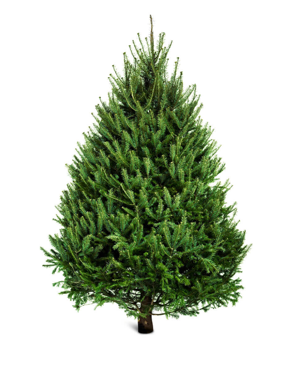 Premium Norway Spruce