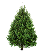 Premium Norway Spruce