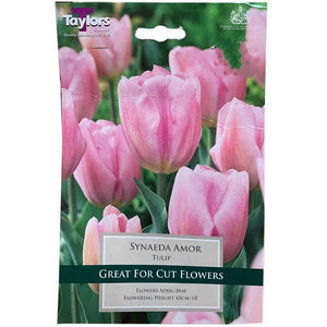 Taylors Bulbs Synaeda Amor Tulips - 8 pack