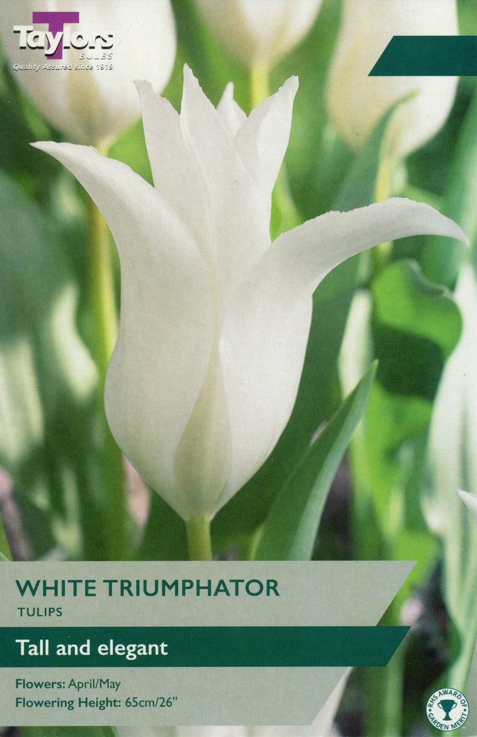 Taylors White Triumphator Bulbs (6 pack)
