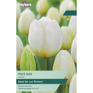 Taylors Bulbs Pay Bas Tulip Bulbs (6 pack)