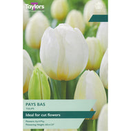 Taylors Bulbs Pay Bas Tulip Bulbs (6 pack)