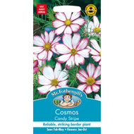 Cosmos Candy Stripe