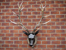 Load image into Gallery viewer, Large Stag Head