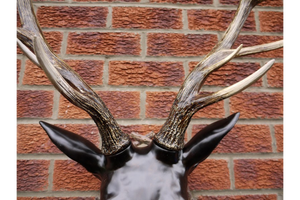 Large Stag Head