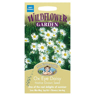 Ox Eye Daisy