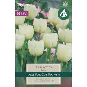 Taylors Antarctica Tulip Bulbs (6 pack)