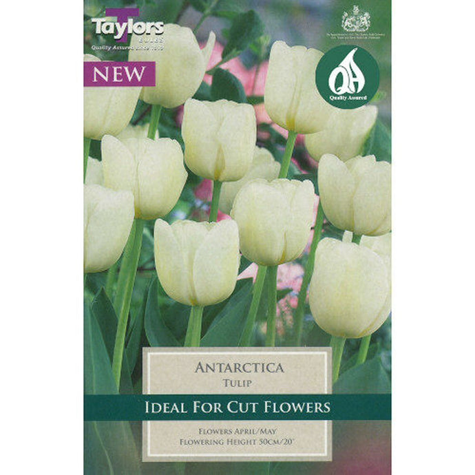Taylors Antarctica Tulip Bulbs (6 pack)