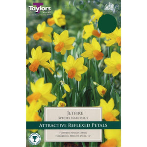 Taylors Jetfire Daffodils (8 pack)
