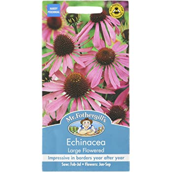 Echinacea Large Flowered