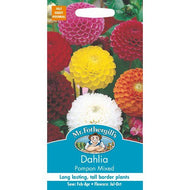 Dahlia Pompon Mixed