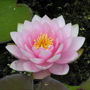 Water lily Darwin (Hollandia) 'Pink'