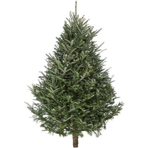 Premium Nordmann Christmas Tree